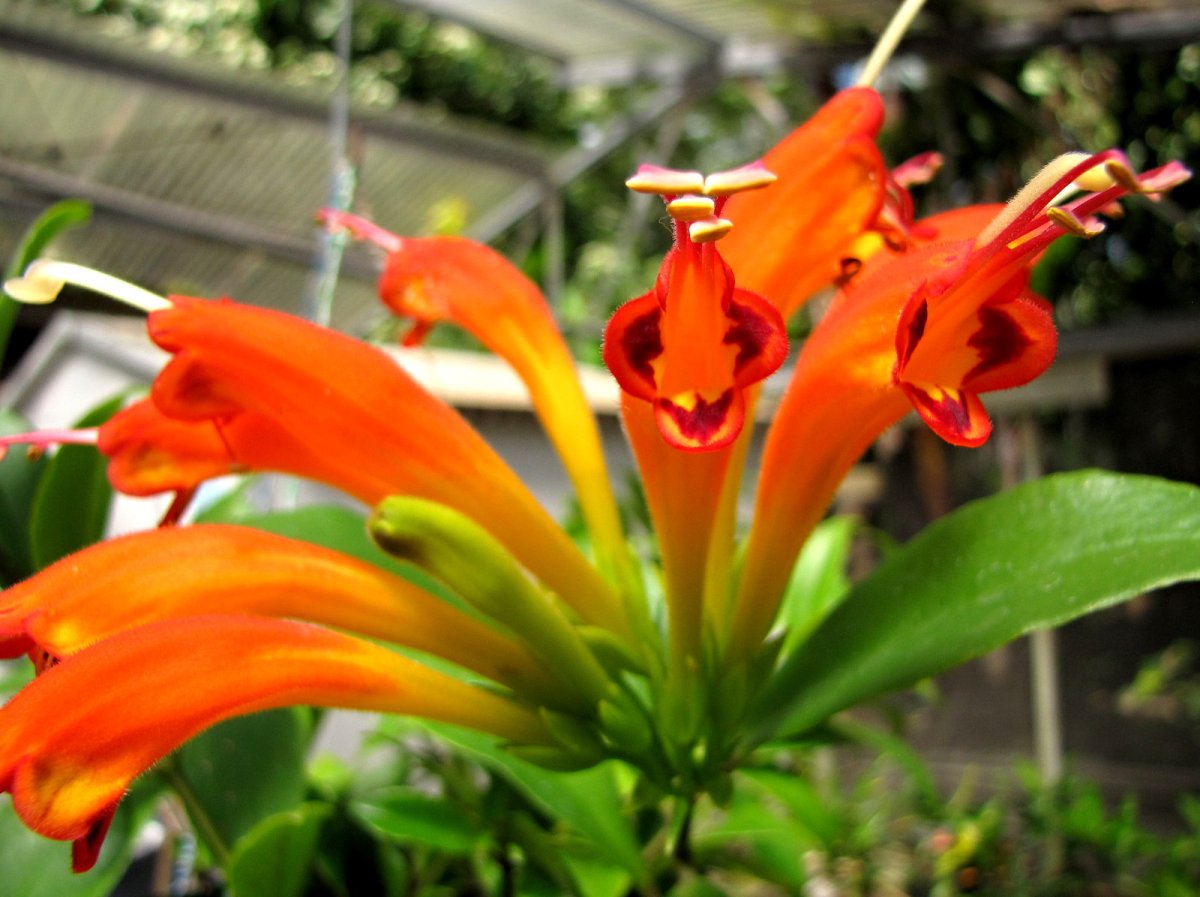 Aeschynanthus speciosus