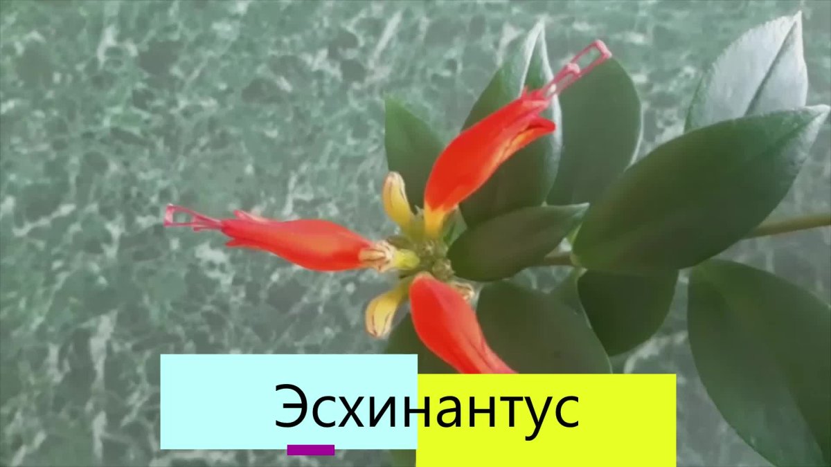 Эсхинантус мраморный цветок