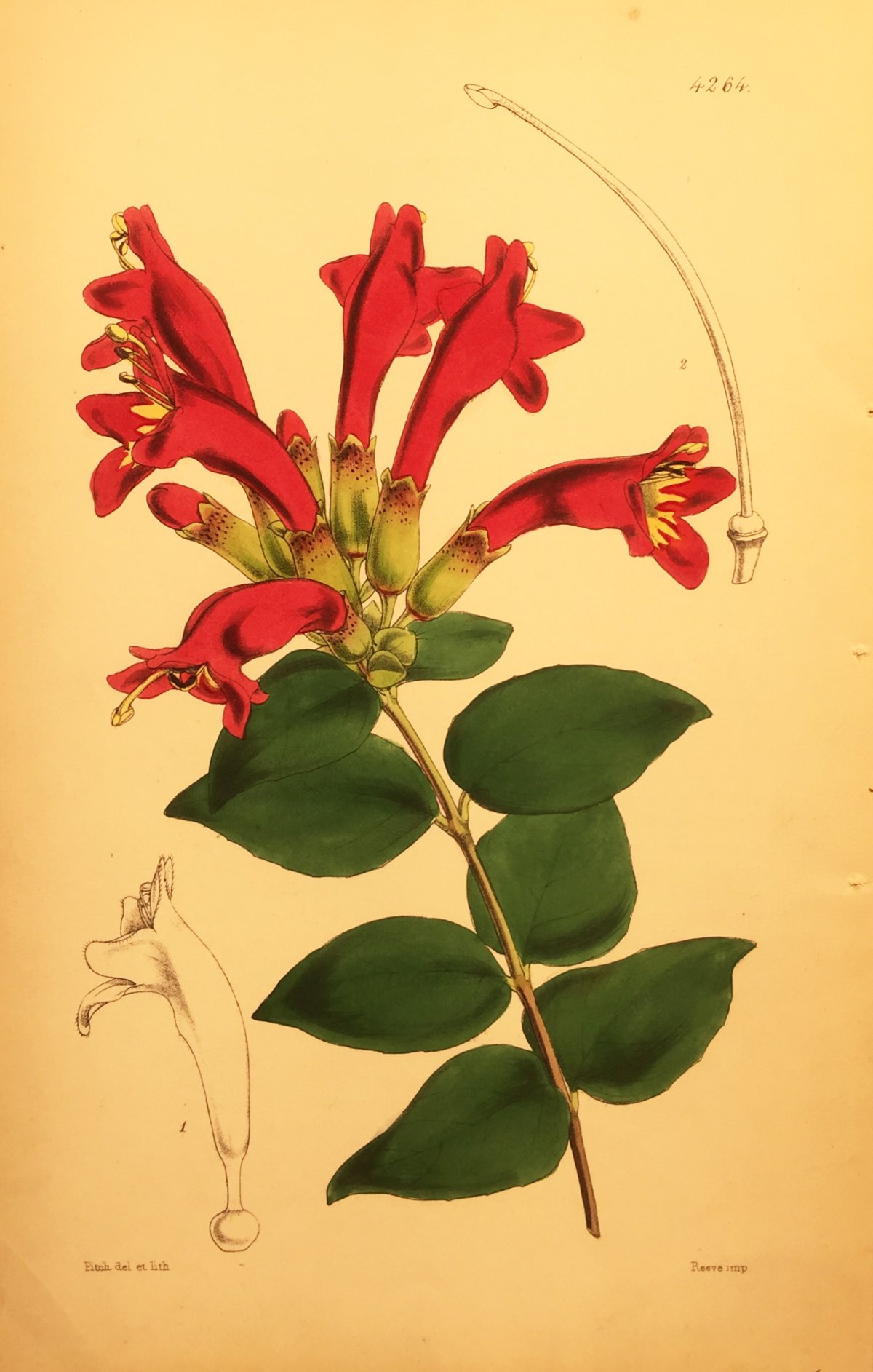 Эсхинантус великолепный (Aeschynanthus speciosus)
