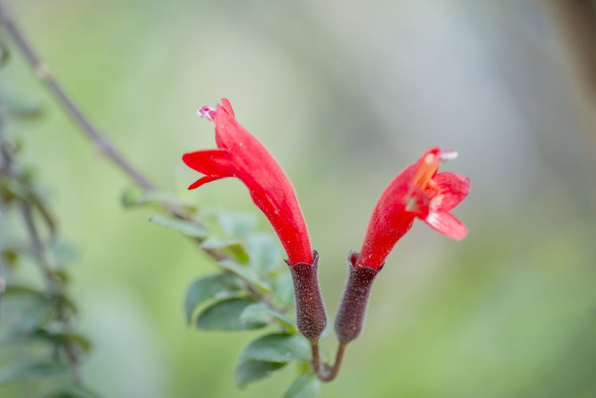 Aeschynanthus radicans