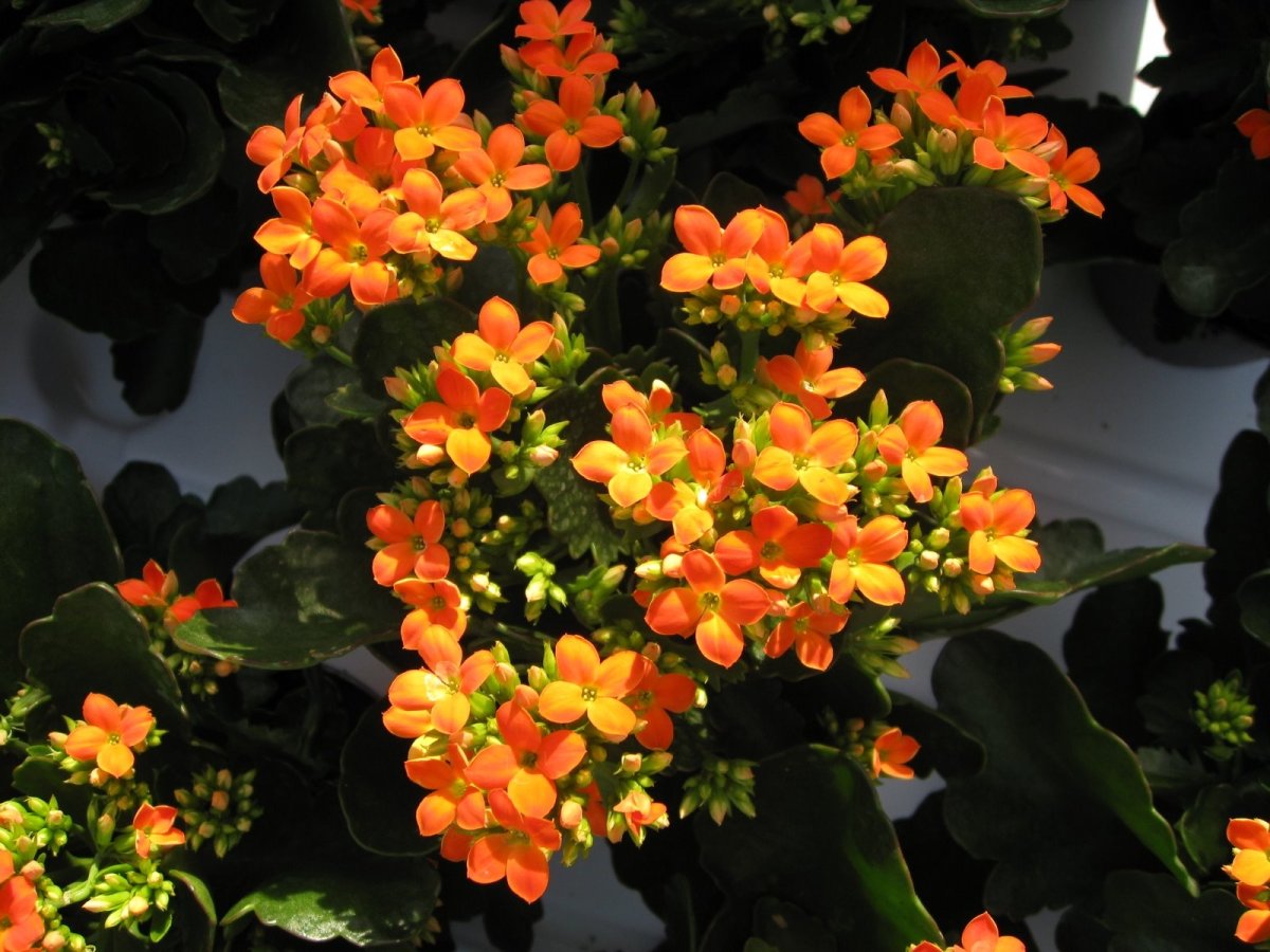 Цветы эсхинантус