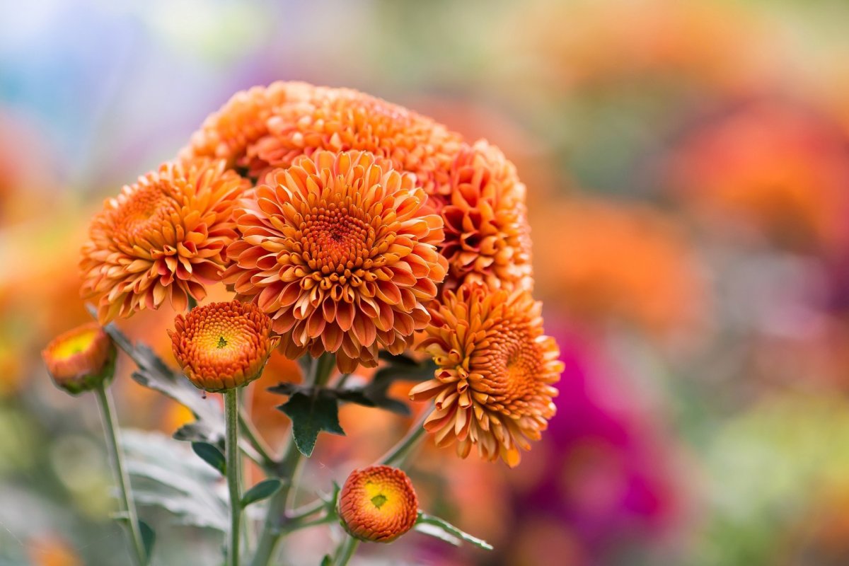 Хризантема Orange Star