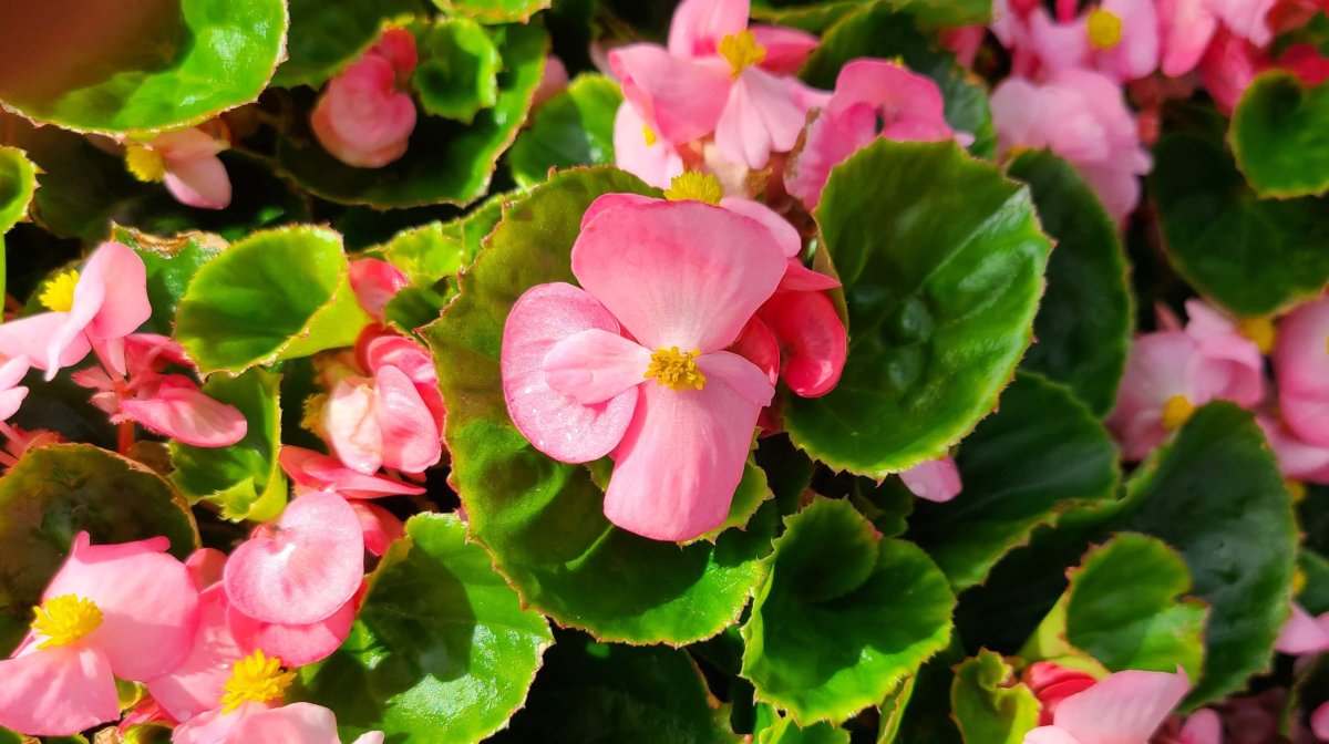 Бегония parviflora