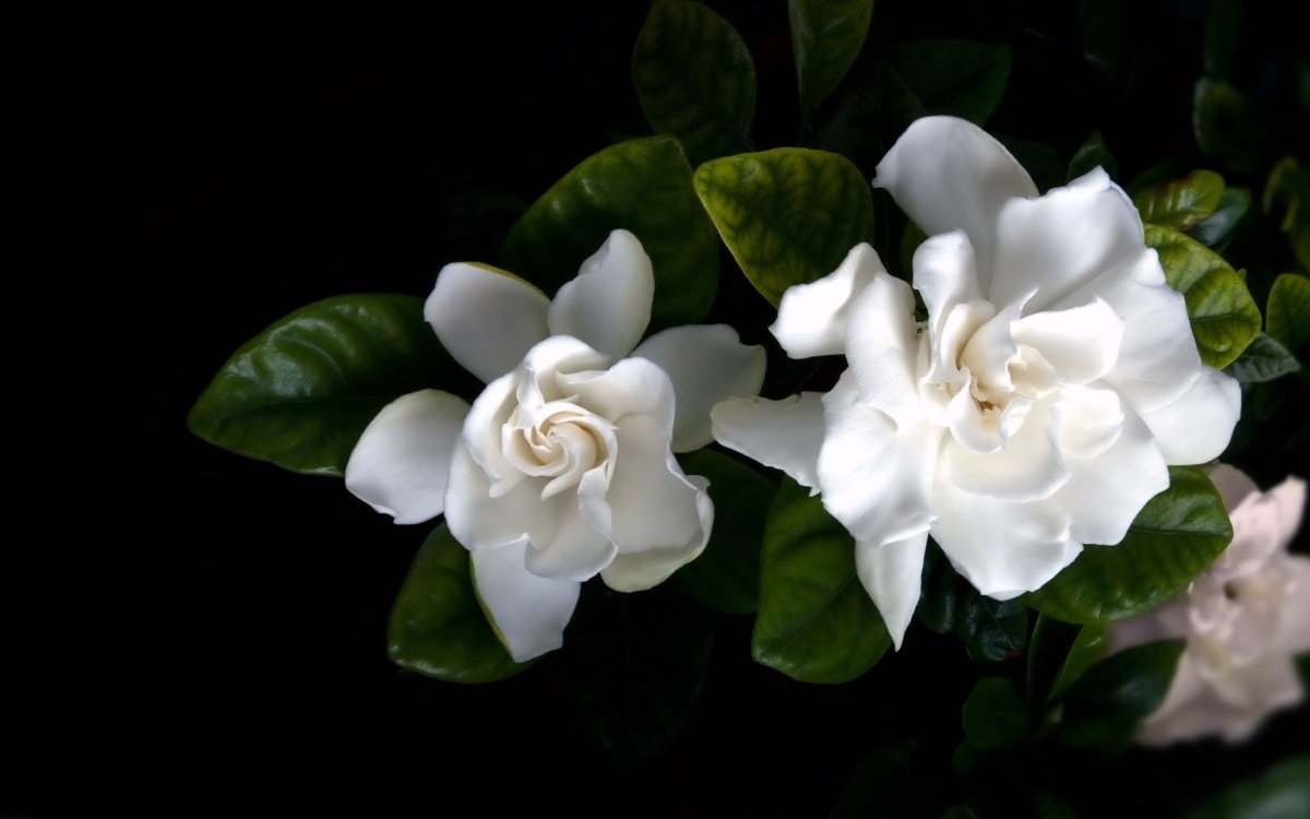 Гардения grandiflora