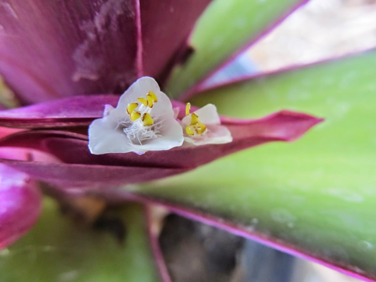 Традесканция spathacea