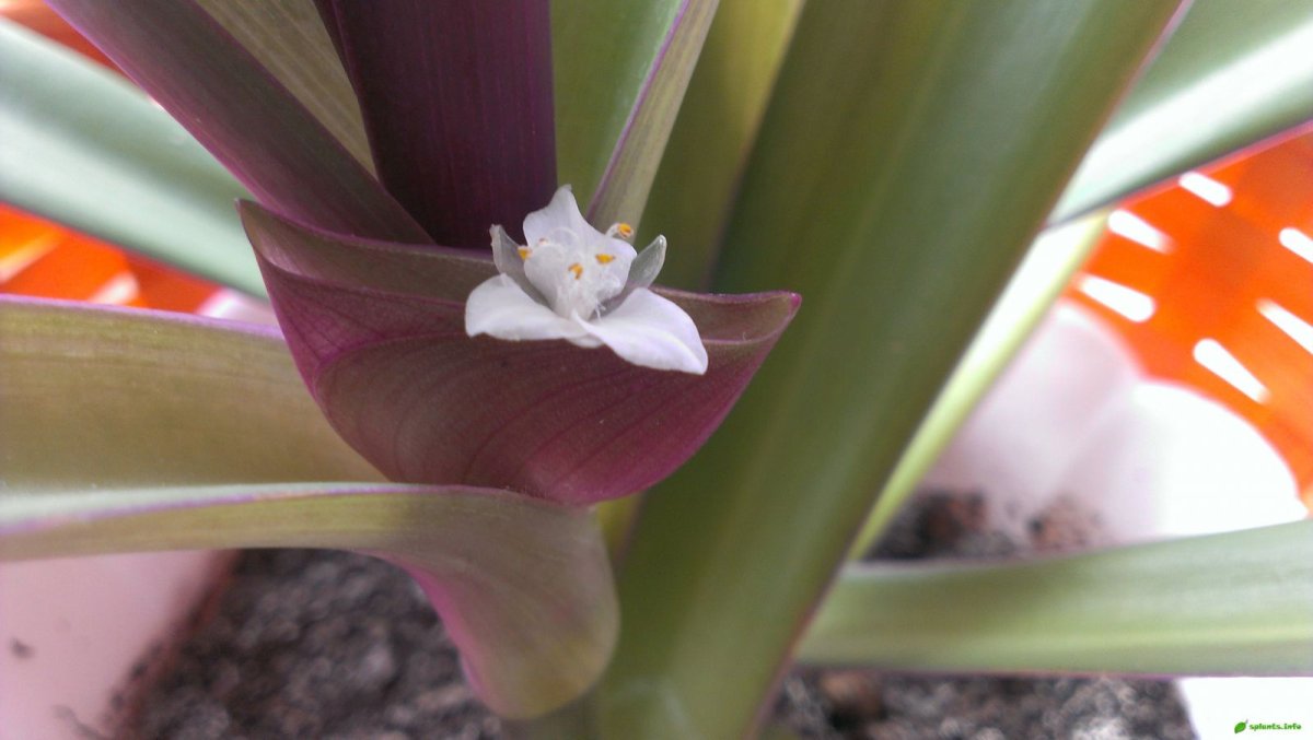 Традесканция покрывальчатая (Tradescantia spathacea)