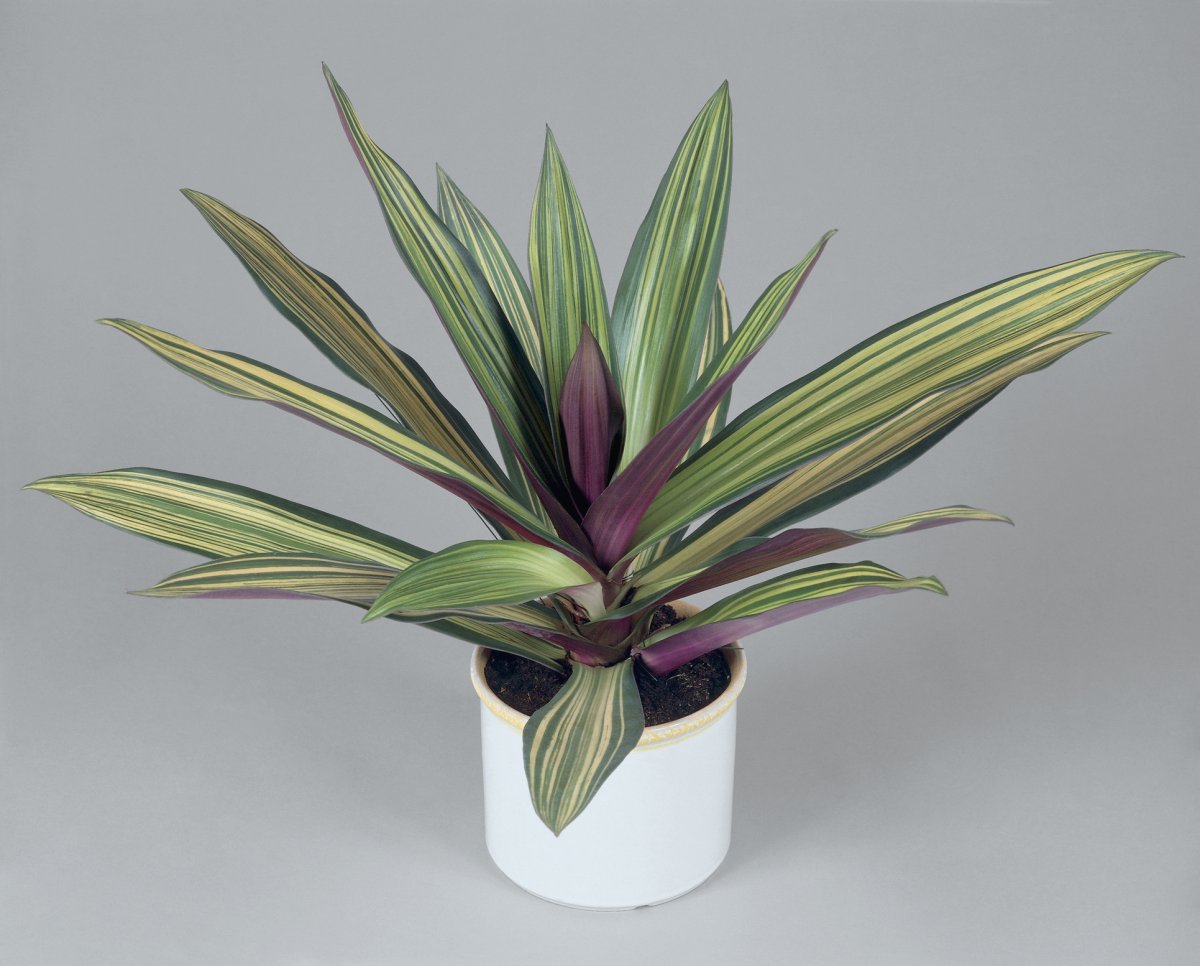 Традесканция spathacea