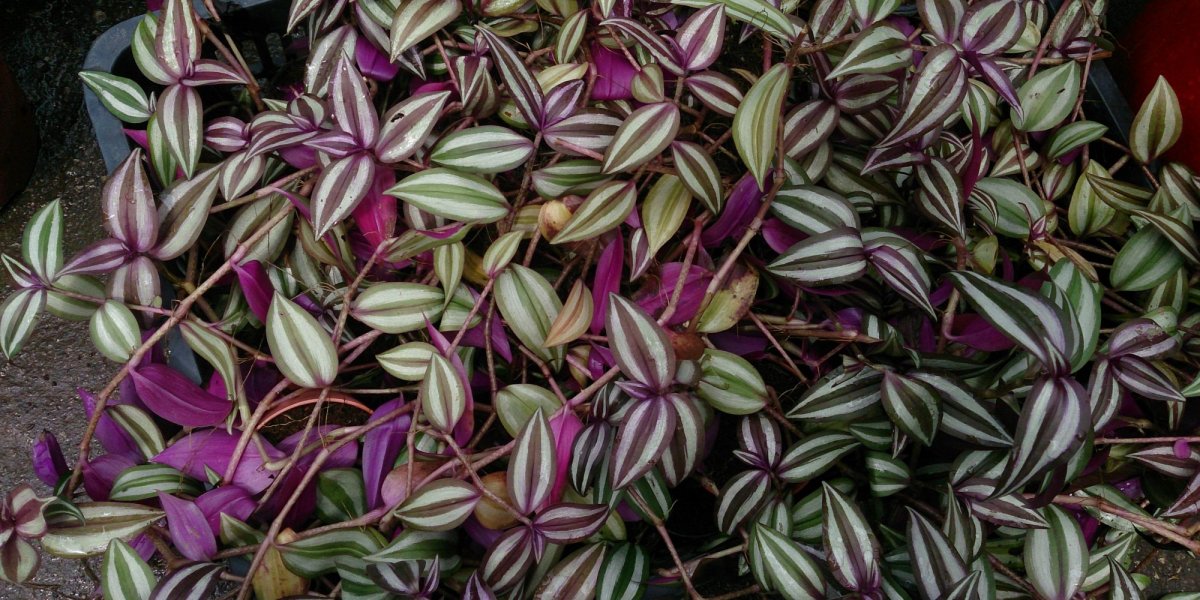 Традесканция покрывальчатая (Tradescantia spathacea)