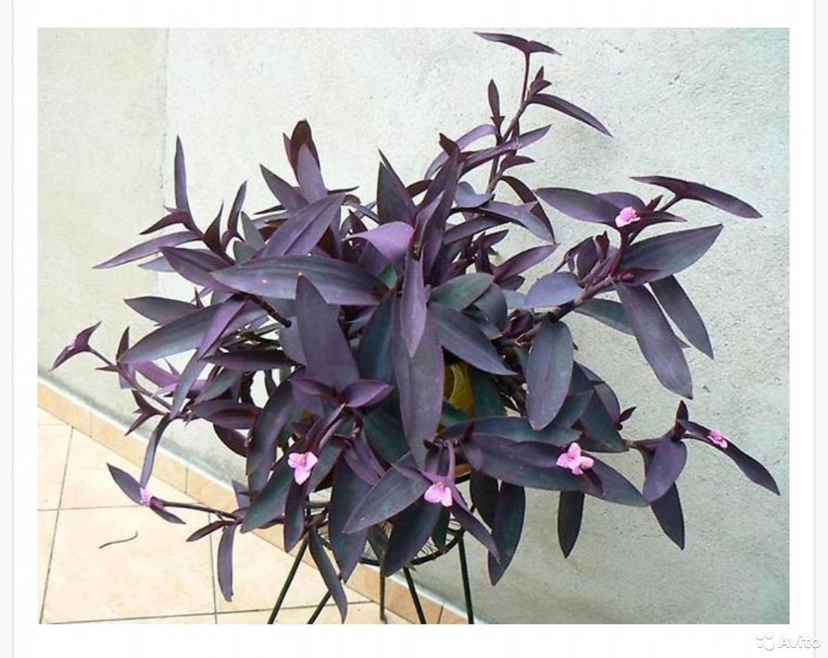 Традесканция spathacea