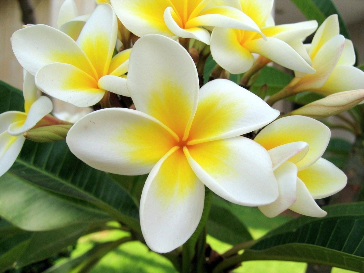 Flor de Verao КБ