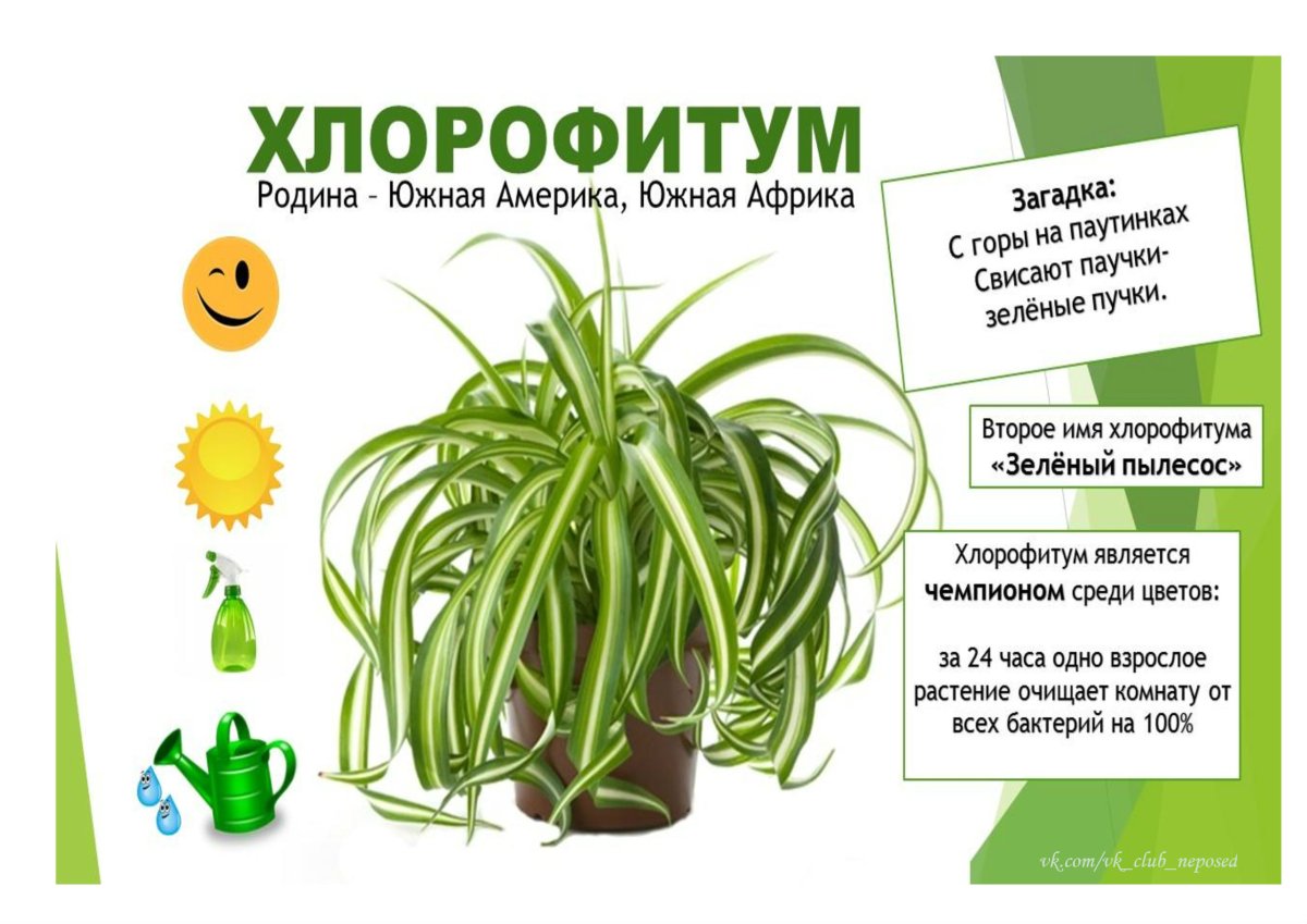 Название домашних цветов
