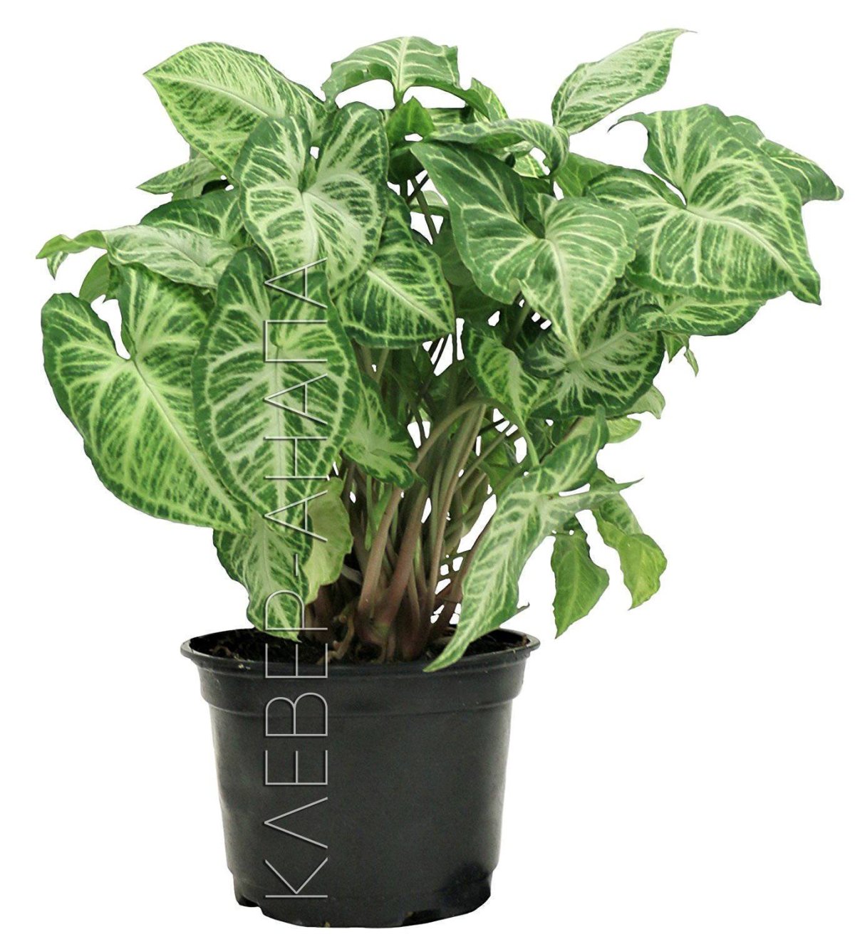 Фикус каучуконосный (Rubber Plant)