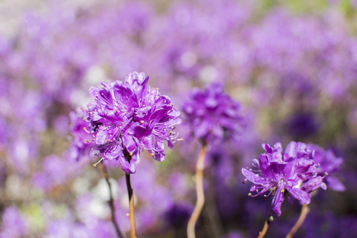 Фиолетовые высокие цветы