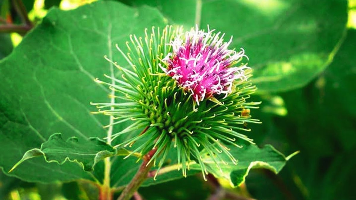 Репейник (Burdock)