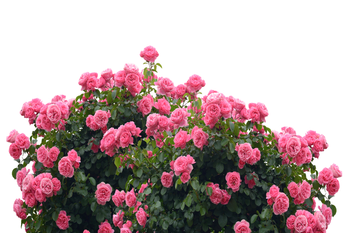 Гортензия крупнолистная Rosita (Розита)