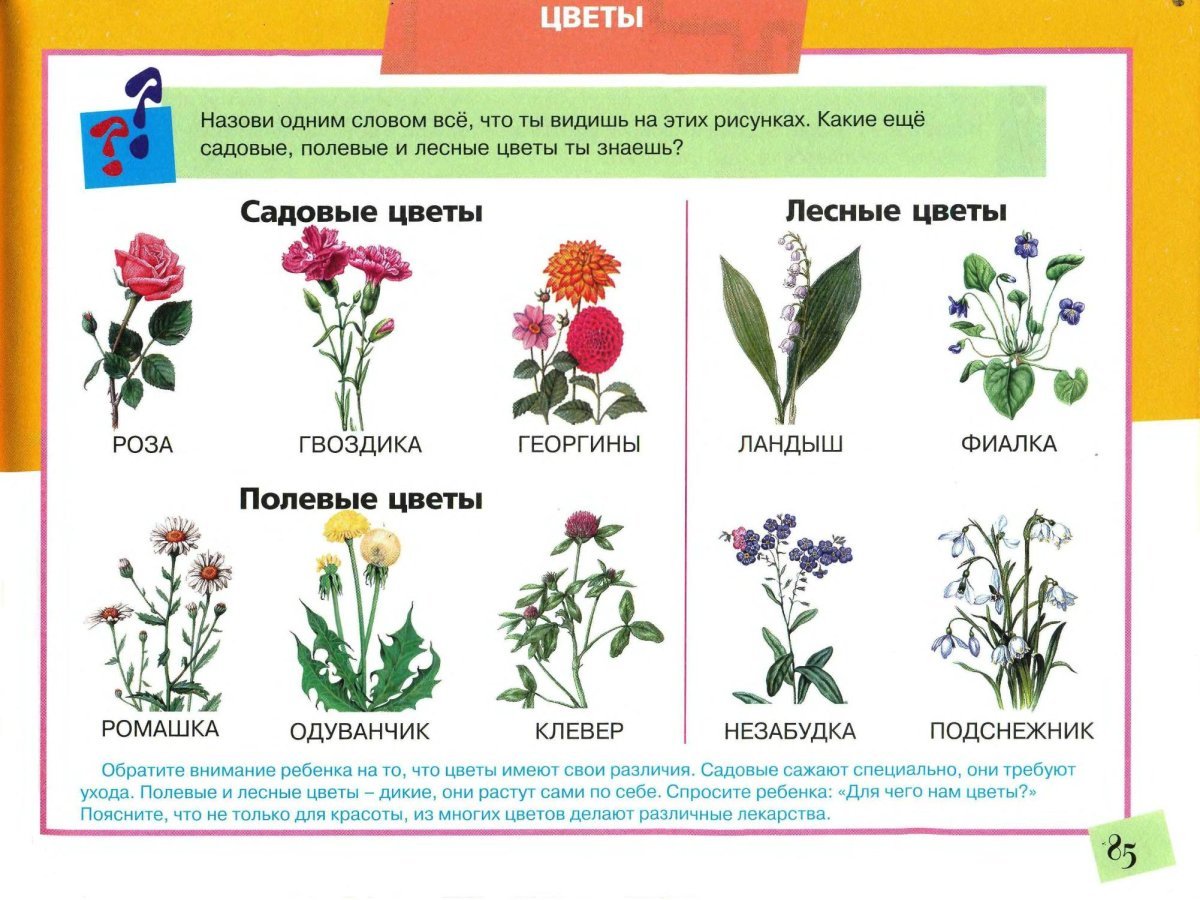 Растения для дошкольников
