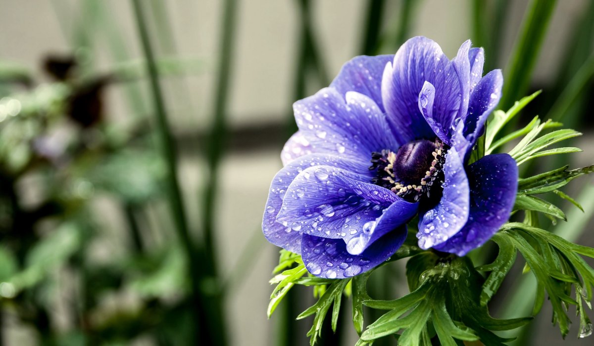 Анемона Blue Beauty