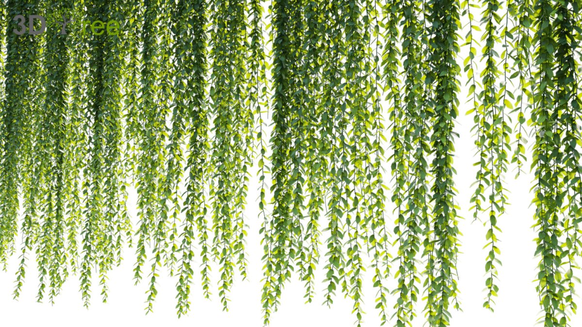 Creeper Plant