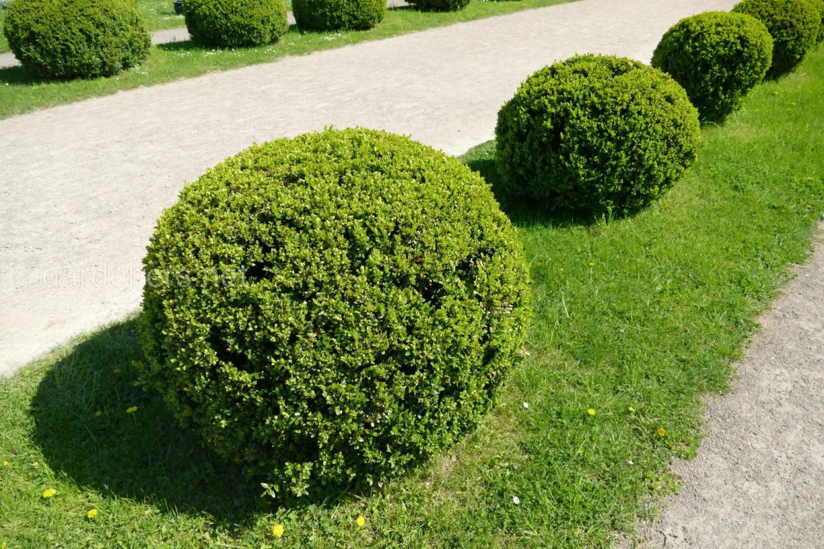 Самшит Buxus