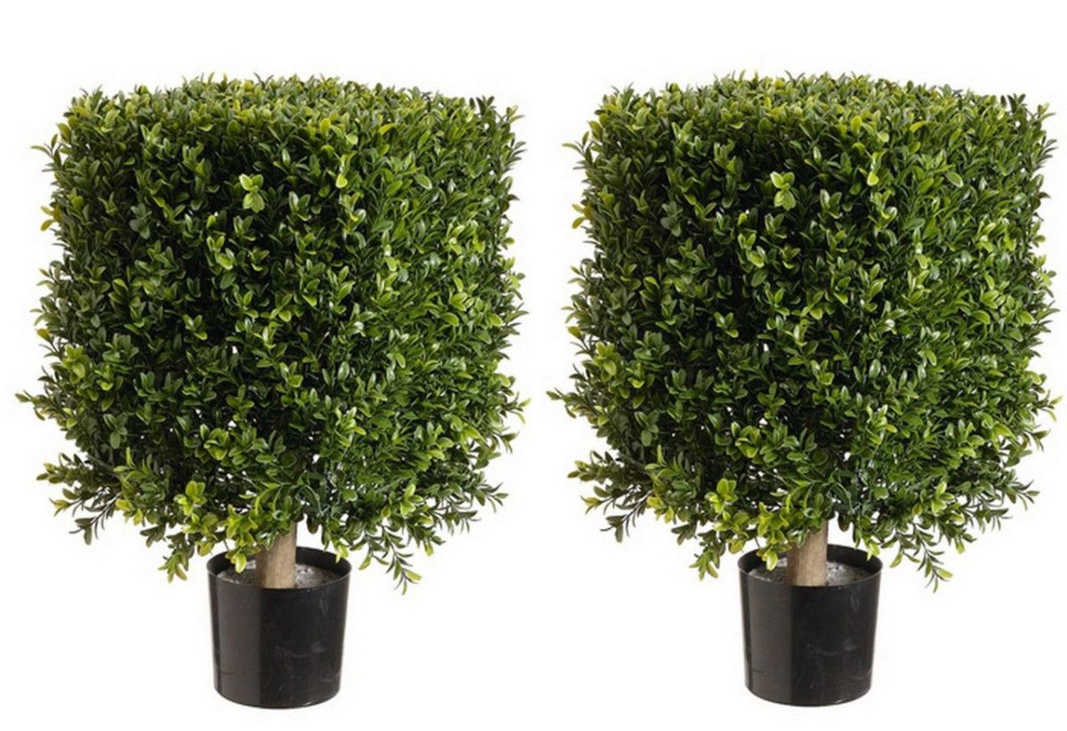 Самшит ‘Green Gem’ / Buxus ‘Green Gem’