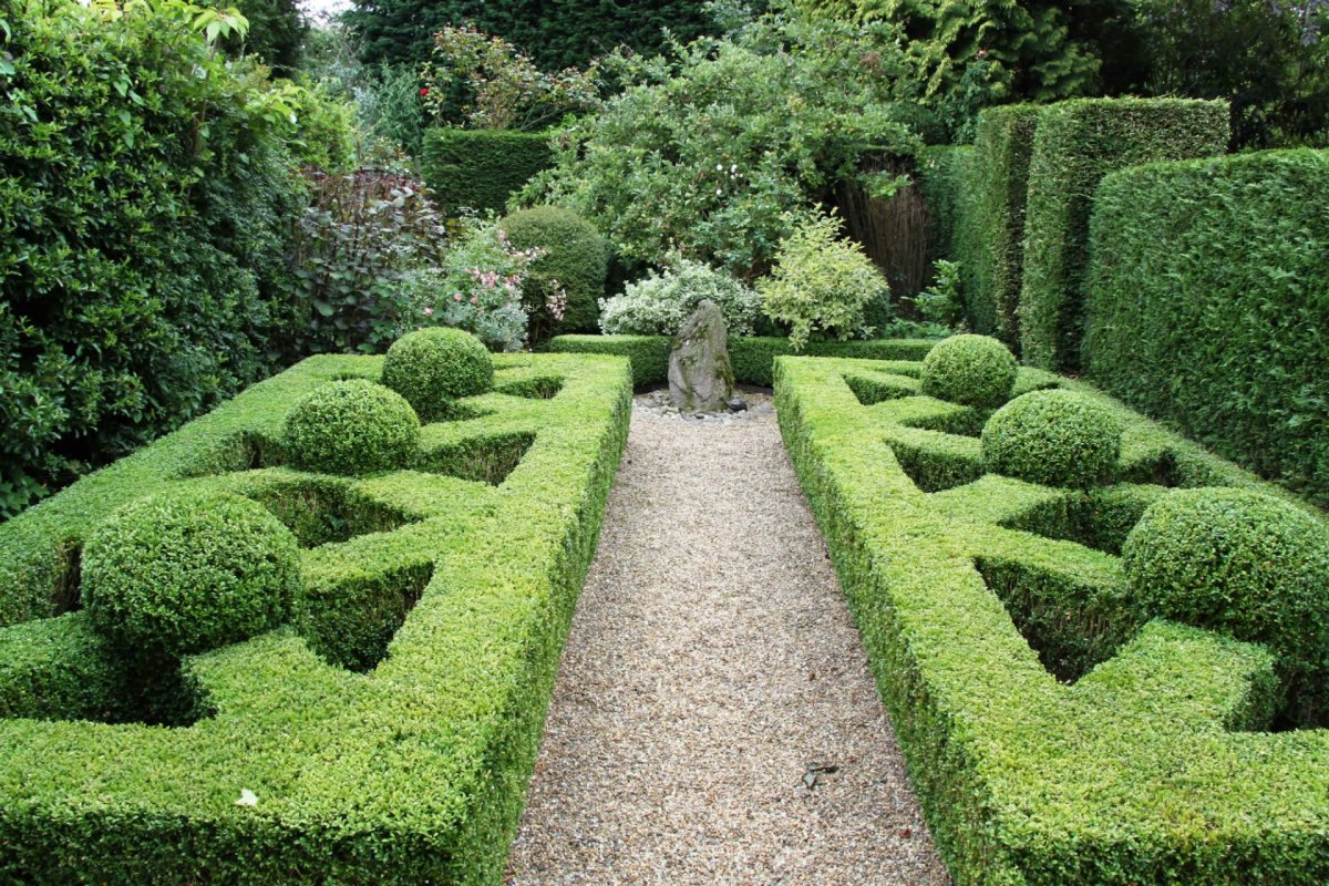 Самшит Buxus