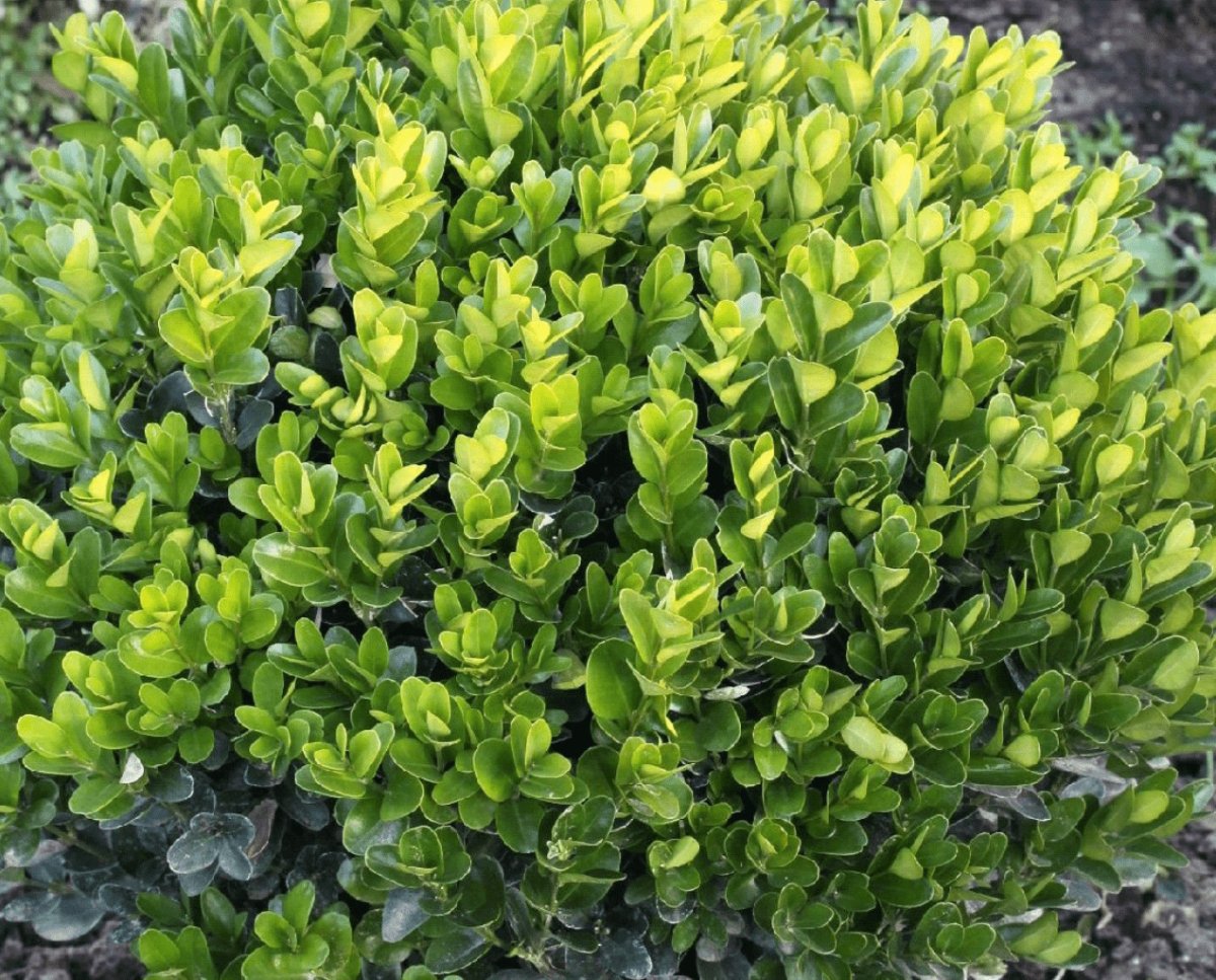 Ilex crenata