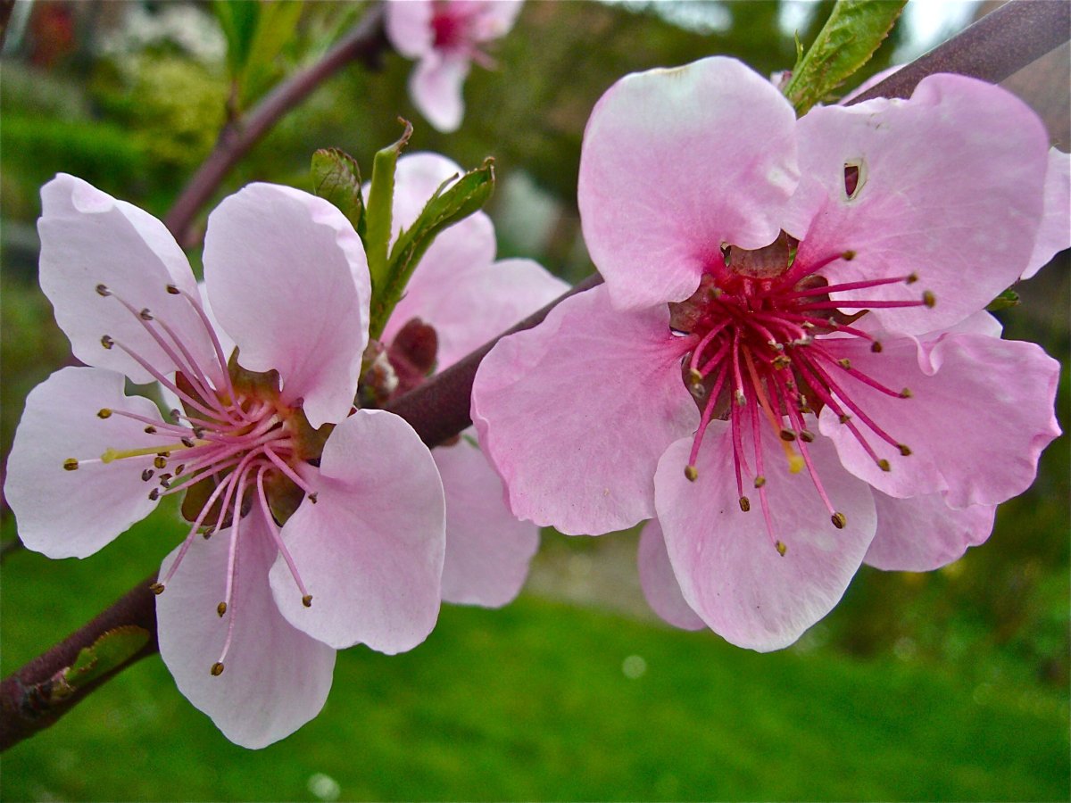 Prunus persica Flower