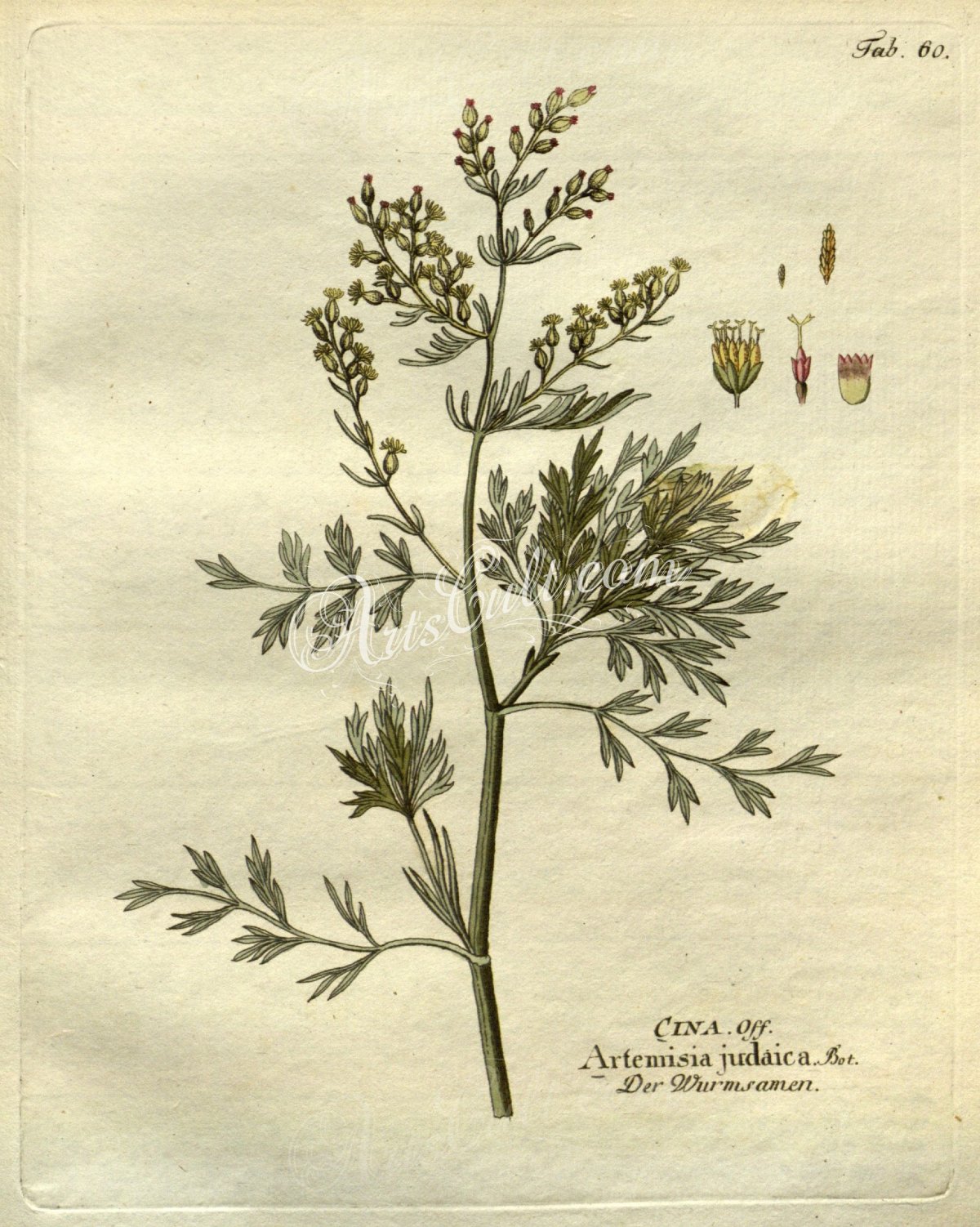 Artemisia Cina Ботанический рисунок