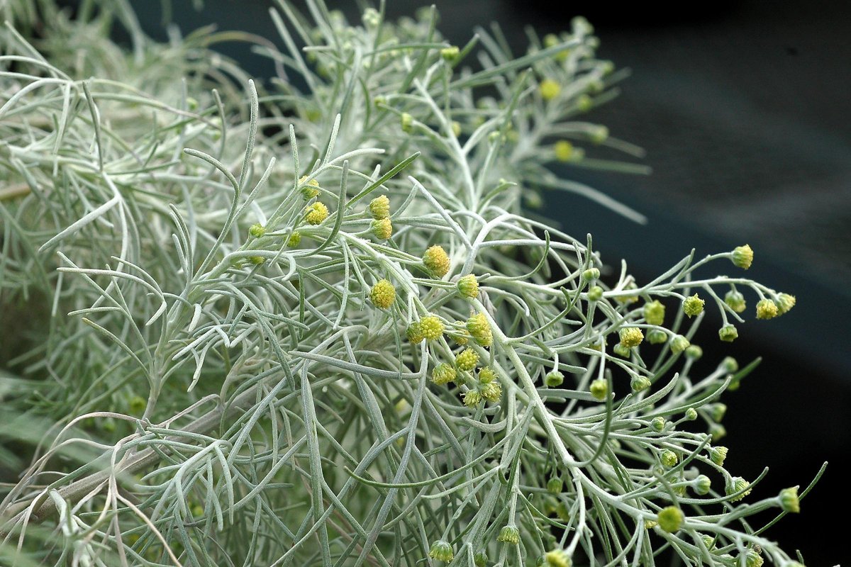 Полынь горькая (Artemisia absinthium)