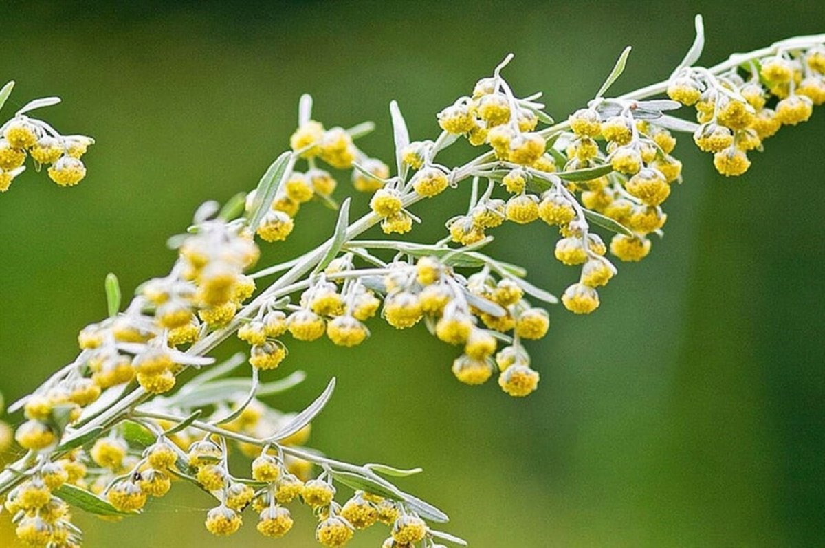 Полынь обыкновенная Artemisia vulgaris l.