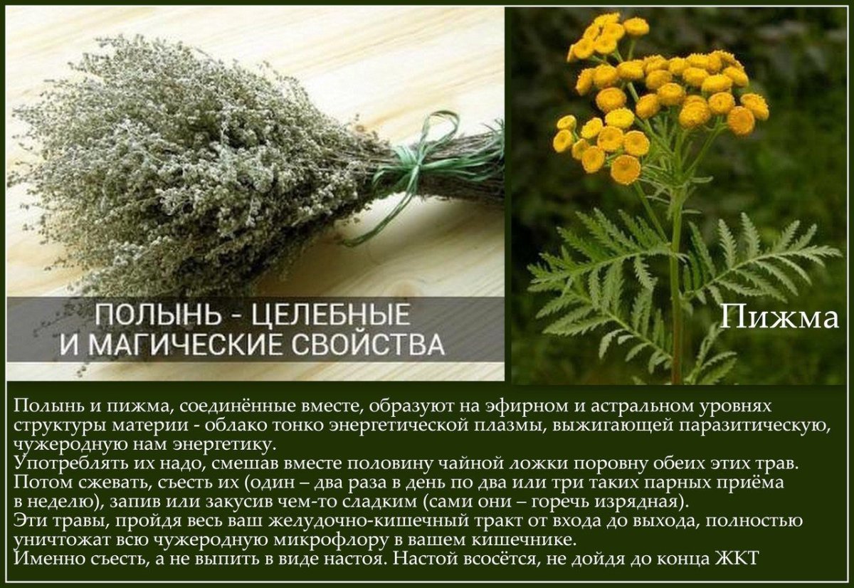 Полынь горькая