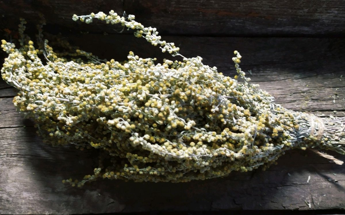 Полынь Аляскинская