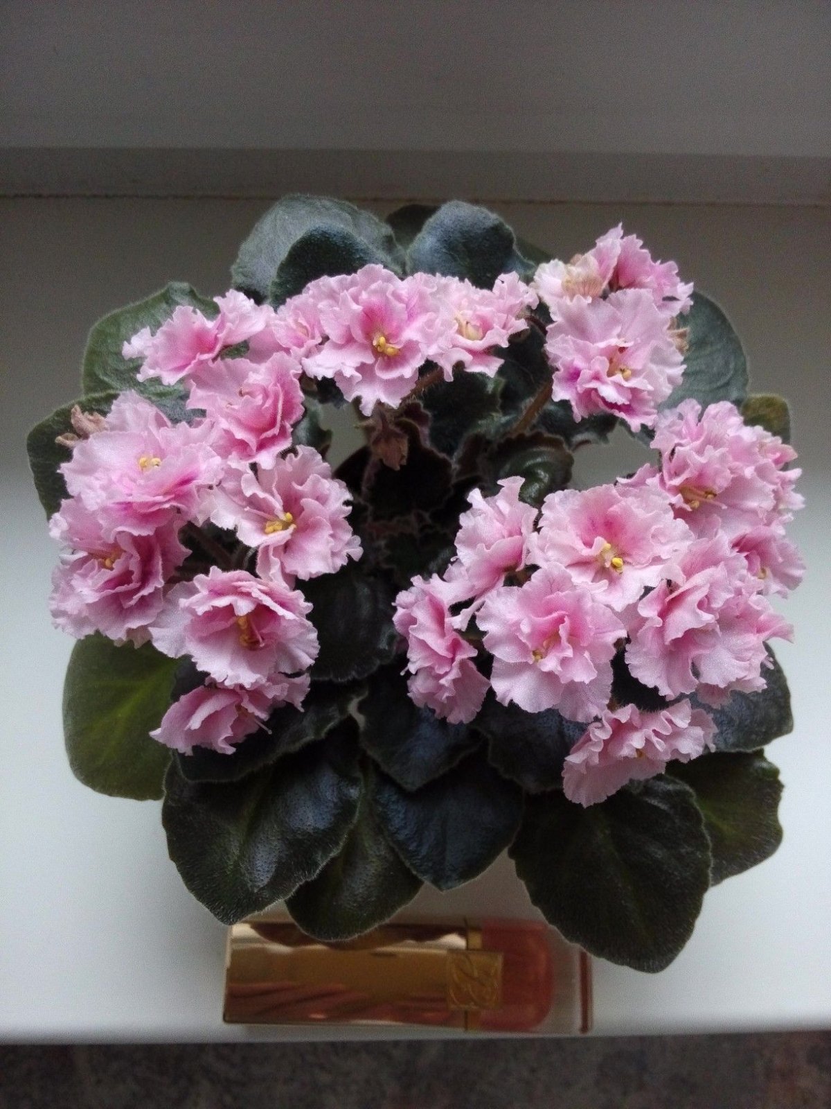 Фиалка Rob's Pink Puff