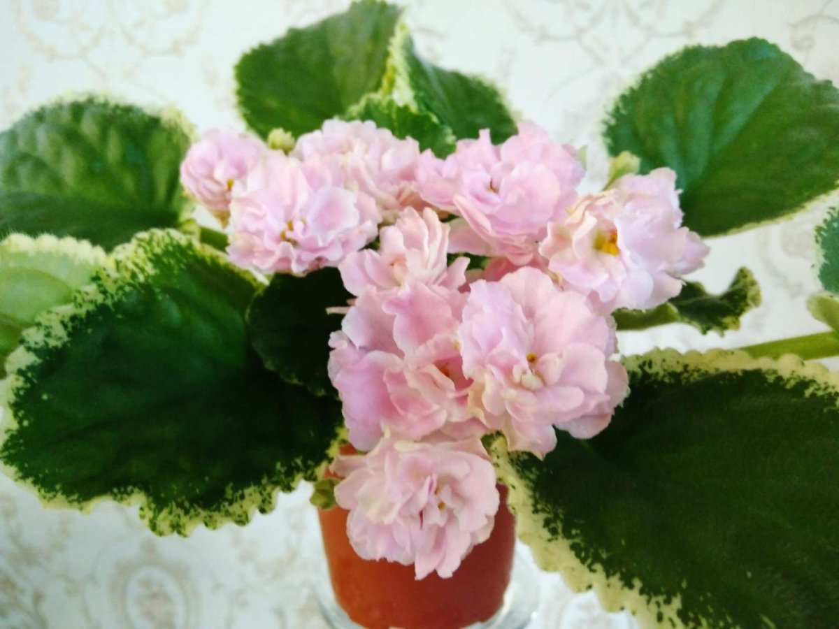 Сенполия Ле-английская роза