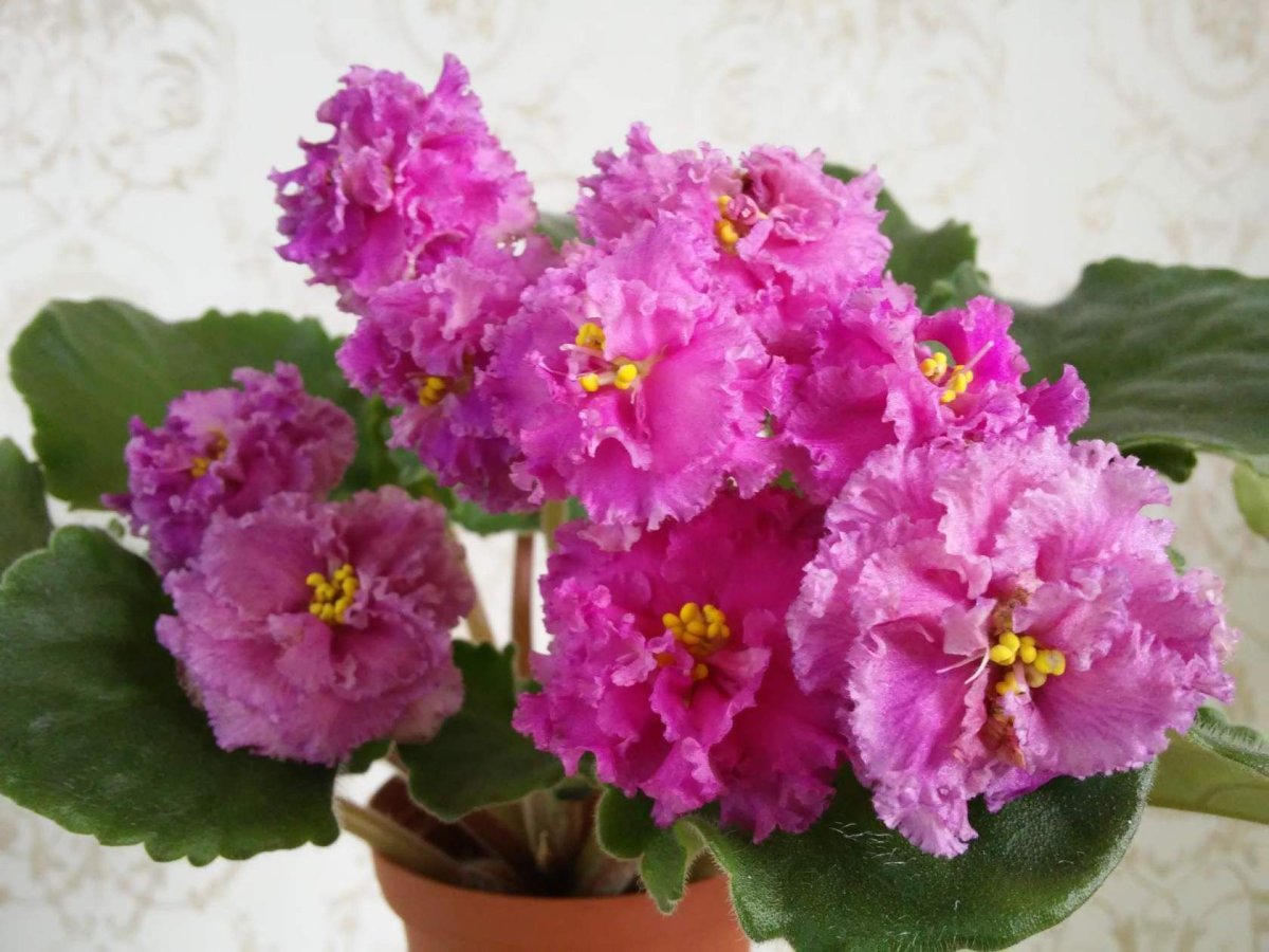 Фиалка Мария Мирабелла спорт
