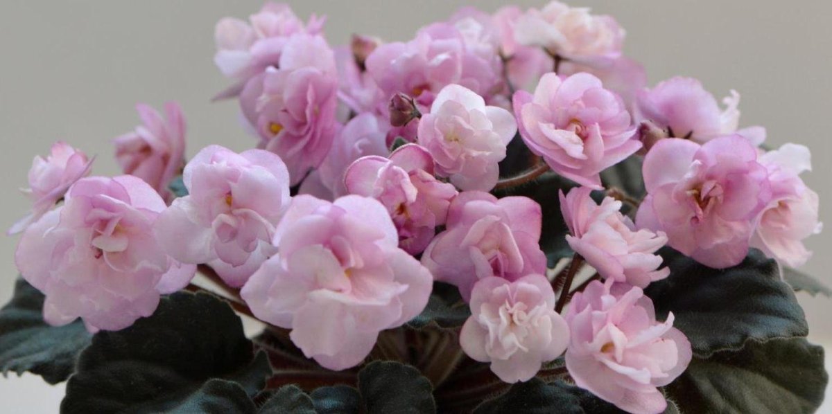 Фиалка Ness Satin Rose