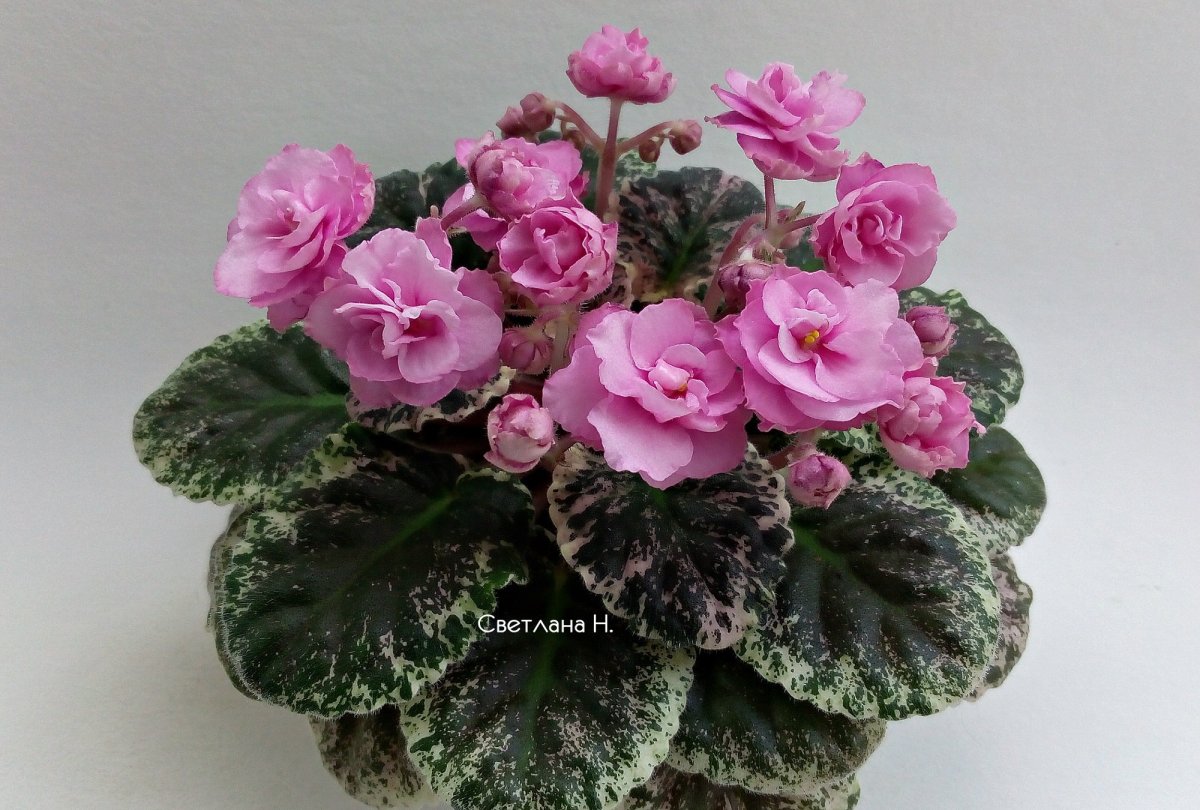 Rose Bouquet (g.t.Smith)