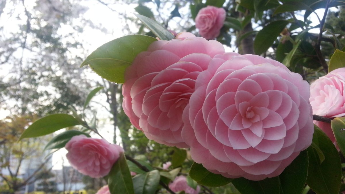Camellia japonica Principessa Baciocchi