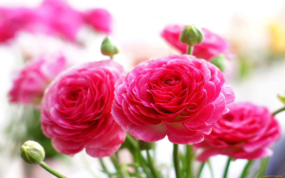 Лютик азиатский Pink