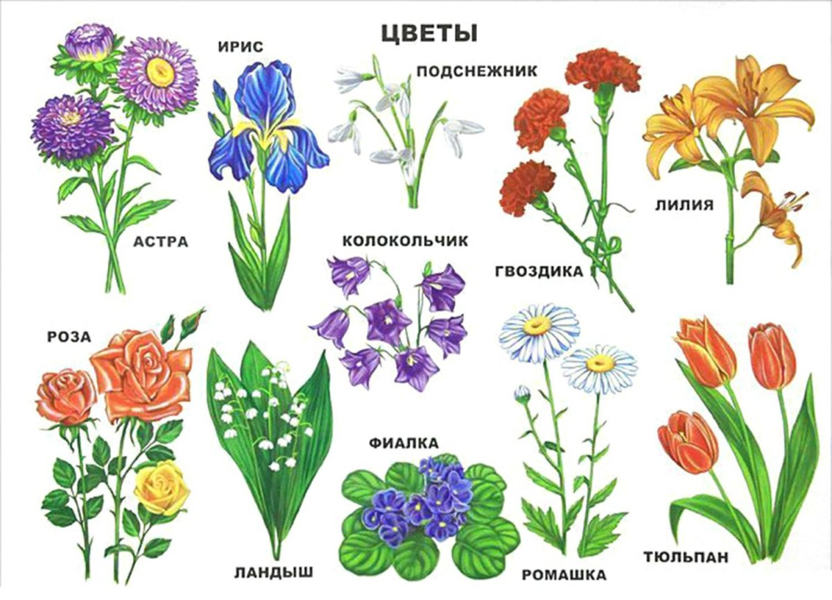 Названия цветов для дошкольников