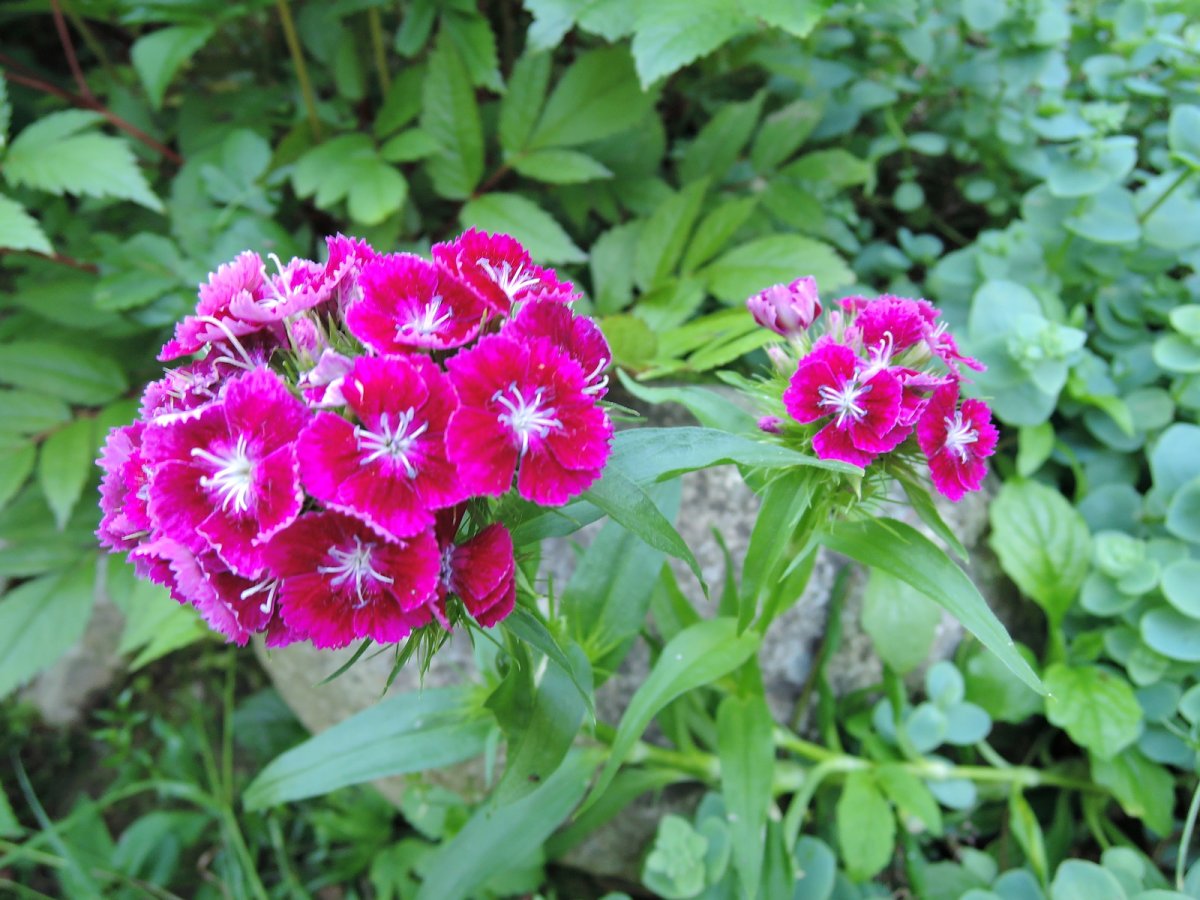 Гвоздика бородатая - Dianthus barbatus