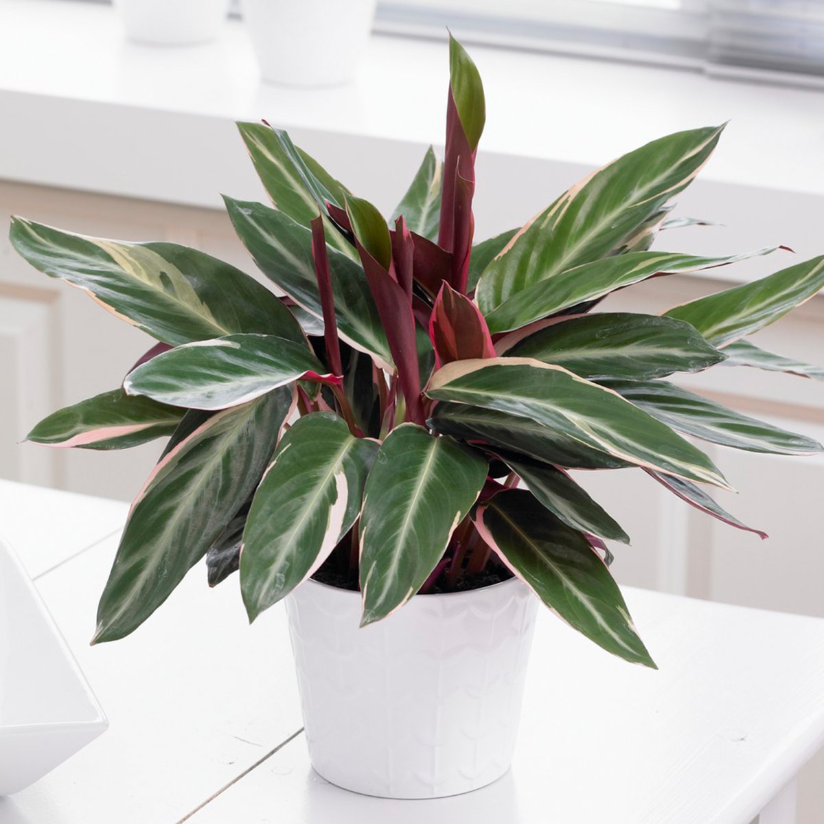 Creamy White confection-like Beauty... Calathea warscewiczii
