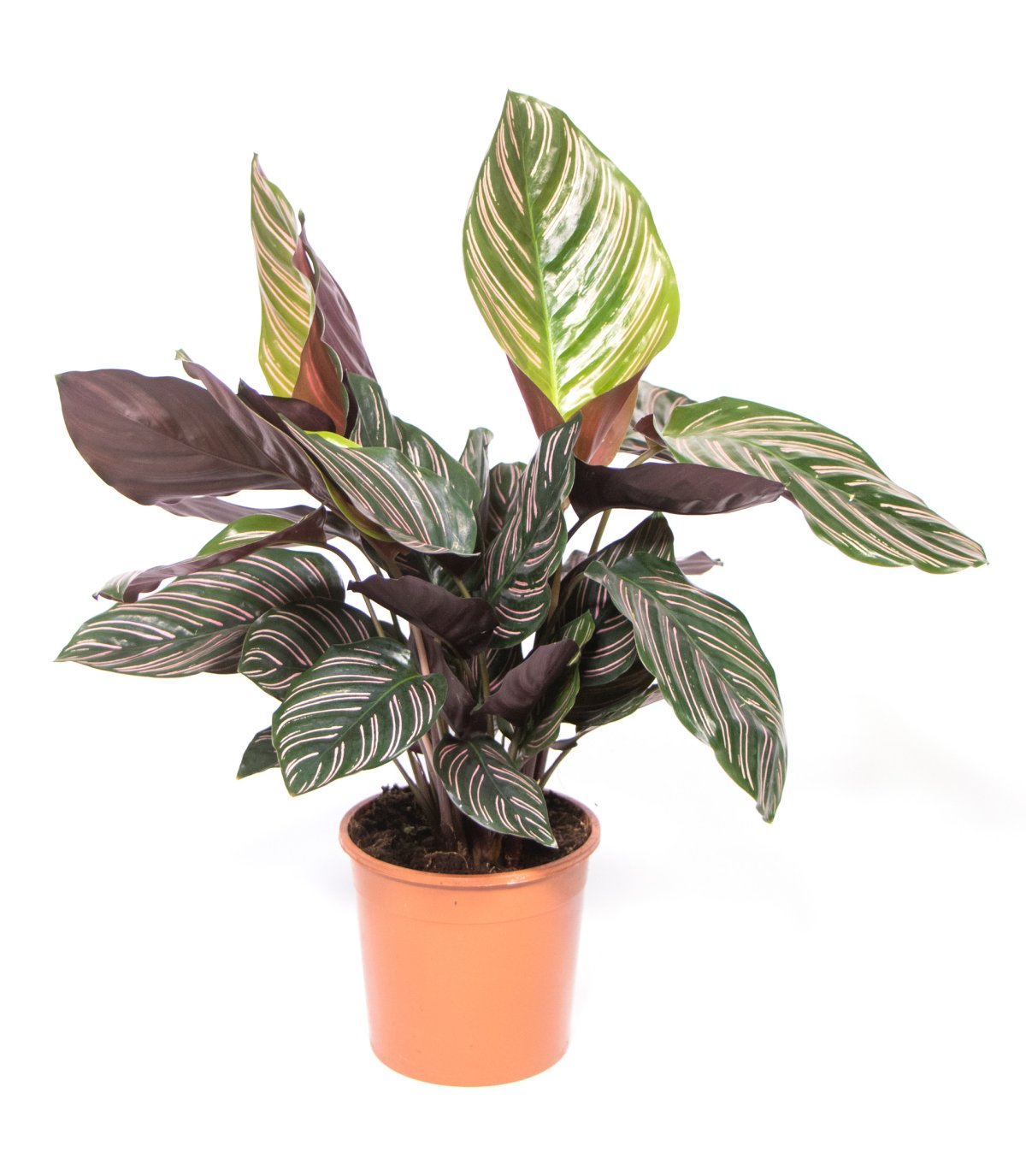 Маранта leuconeura