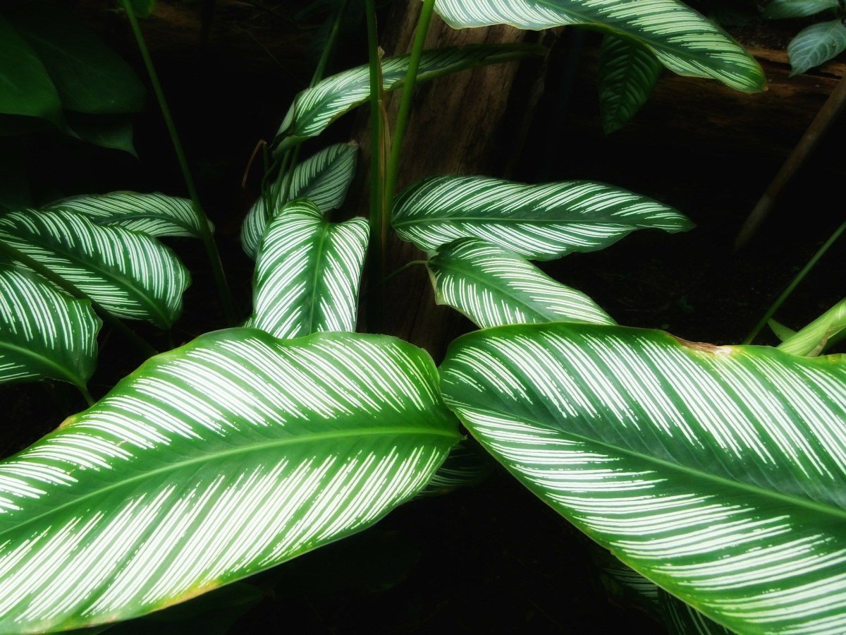 Calathea Majestica