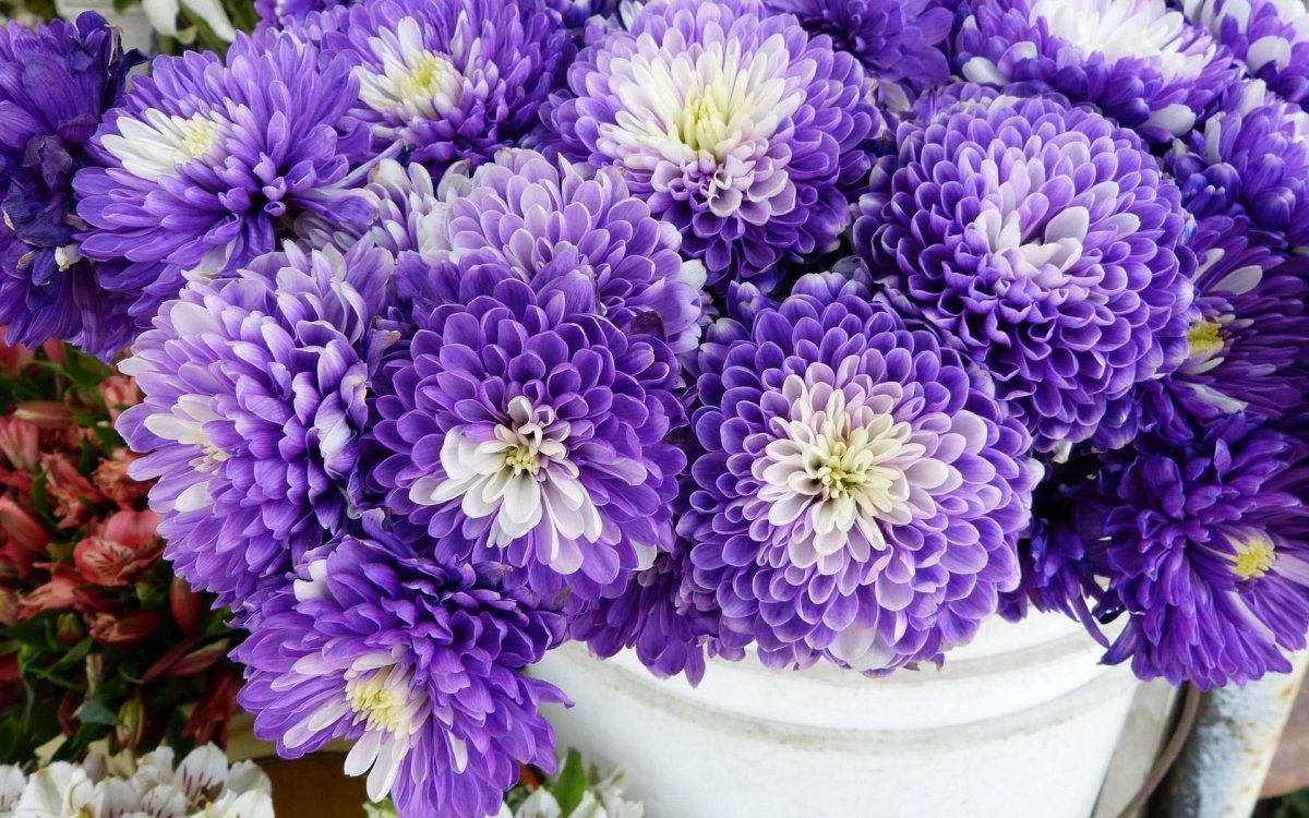 Астра Aster coloradoensis