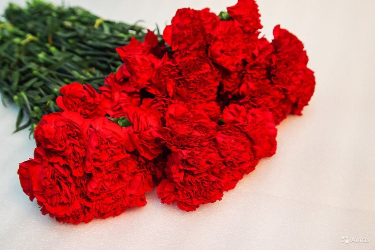 Miniature Carnation