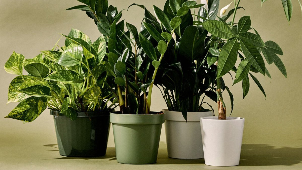 House Plant