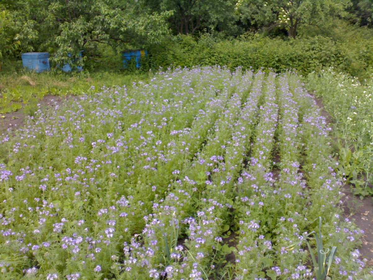 Люцерна мышиный горошек