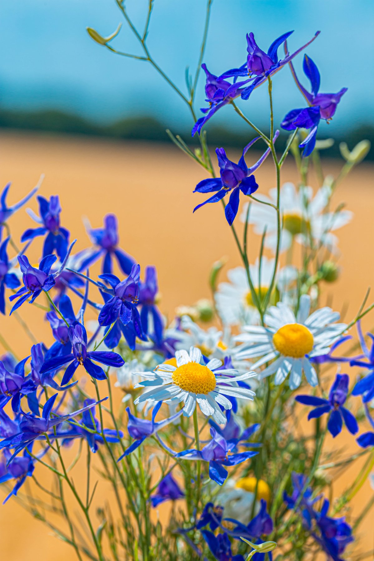 Незабудка Полевая (Myosotis arvensis)
