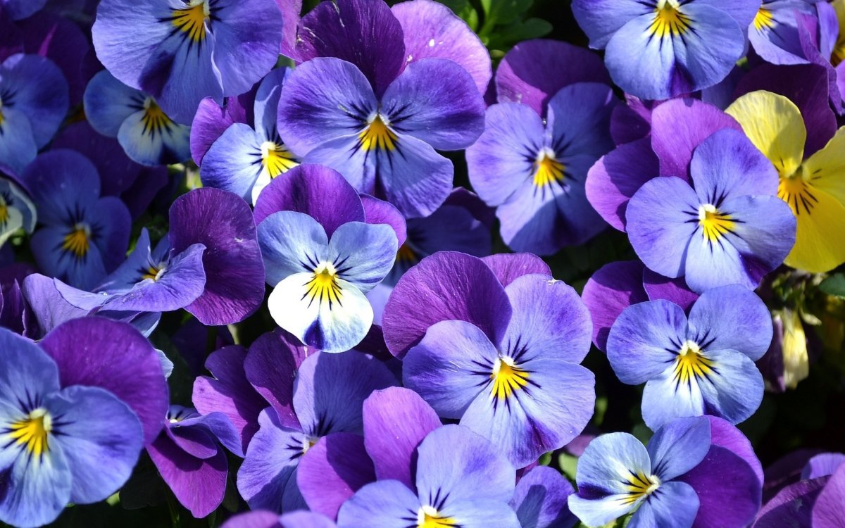 Фиалка трёхцветная (Анютины глазки) (VIOLATRICOLOR)